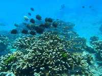 ดำน้ำดูปะการังและฝูงปลาที่เกาะสิมิลัน🐠🌊