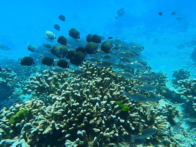 ดำน้ำดูปะการังและฝูงปลาที่เกาะสิมิลัน🐠🌊