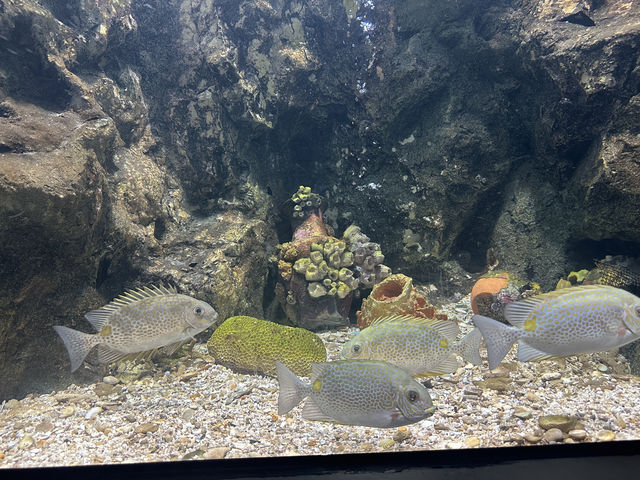 กำเงิน 30 บาทเที่ยวอควาเรียมระยอง สุดฟิน 🐠🪼