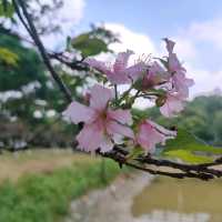 #櫻花盛開