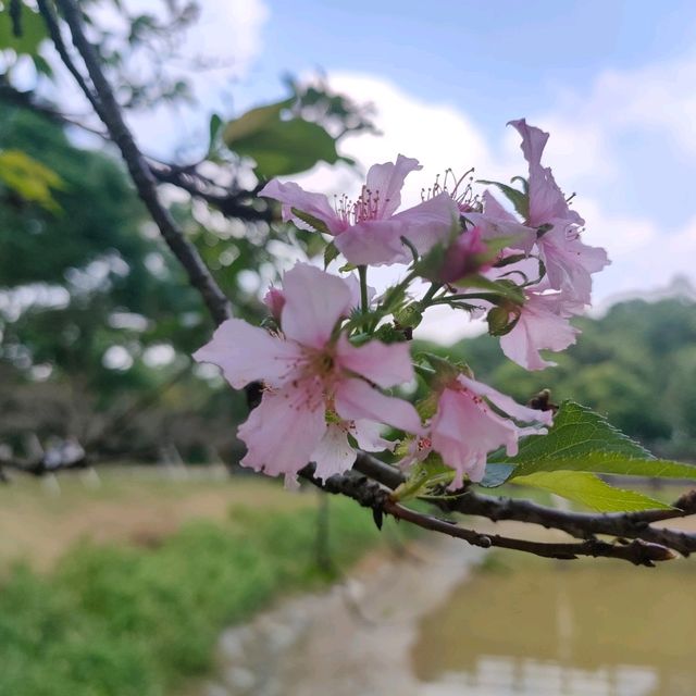 #櫻花盛開
