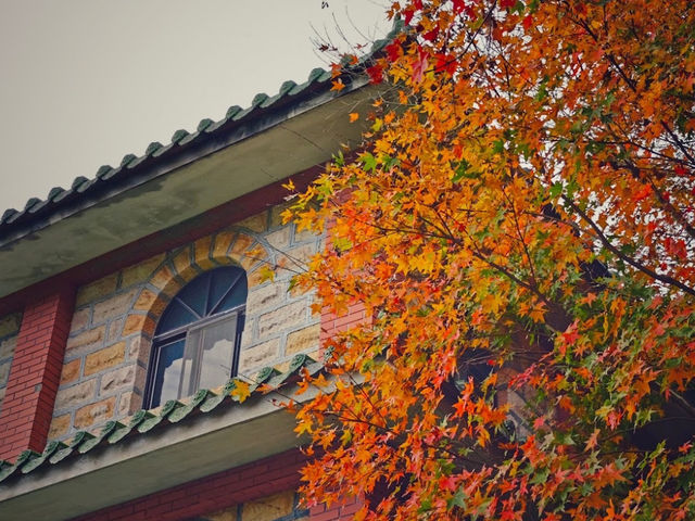 新北｜拱北殿賞楓