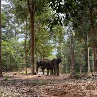 Elephant Encounters and Jungle Fun: My Day at Kenyir Elephant Conservation Village!