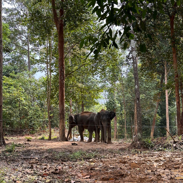 Elephant Encounters and Jungle Fun: My Day at Kenyir Elephant Conservation Village!
