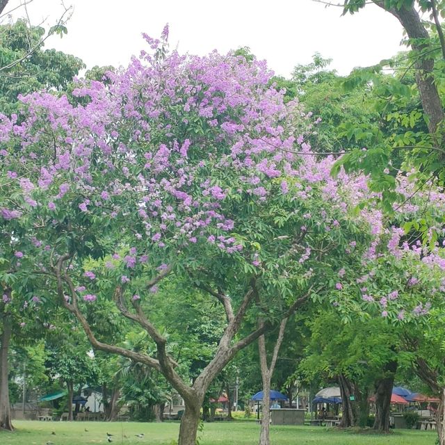 曼谷倫披尼公園 Lumpini Park，處處可見烏鴉跟澤巨蜥。