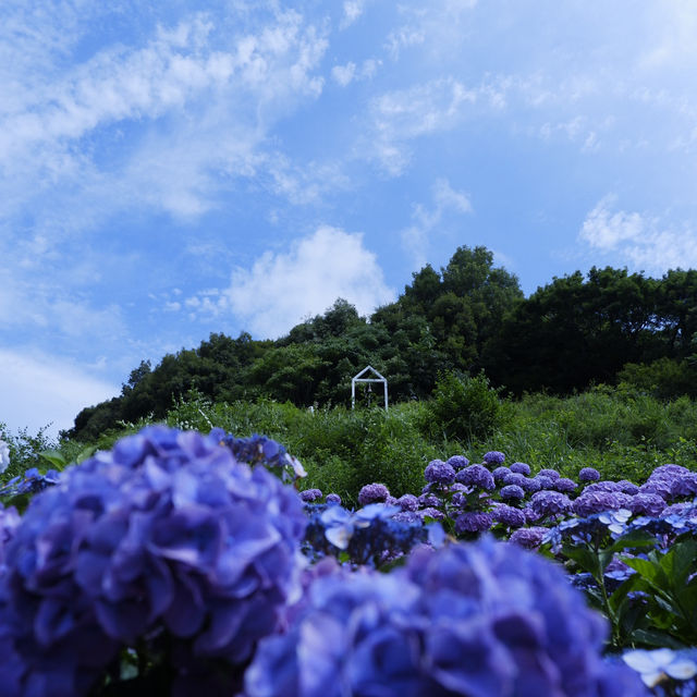 邂逅一望無際的紫陽花海 