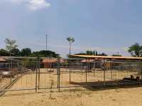 Place for Kids! TTI Mini Zoo