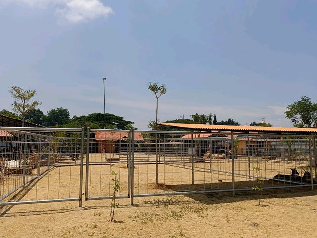 Place for Kids! TTI Mini Zoo