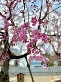 【千葉】レトロな桜並木