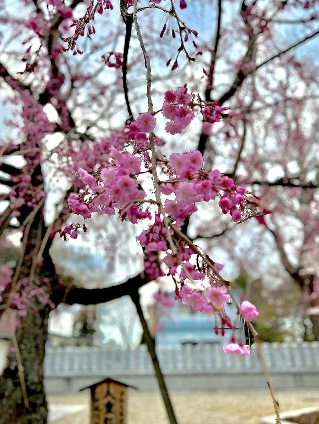 【千葉】レトロな桜並木