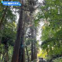 漫步參天杉木的森林參道：仙台名勝瑞鳳殿