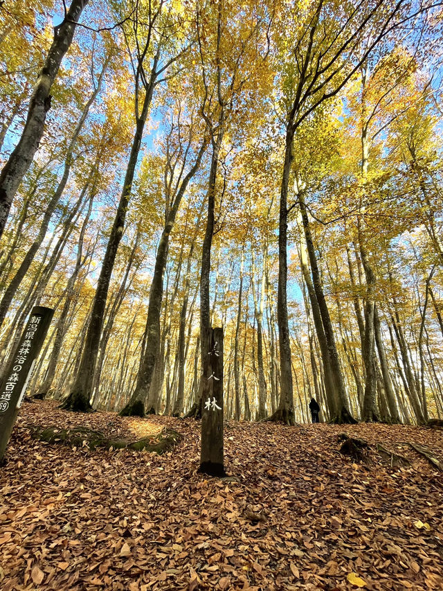 【新潟×日本の絶景】 360℃黄色の世界～樹齢100年の美しい林