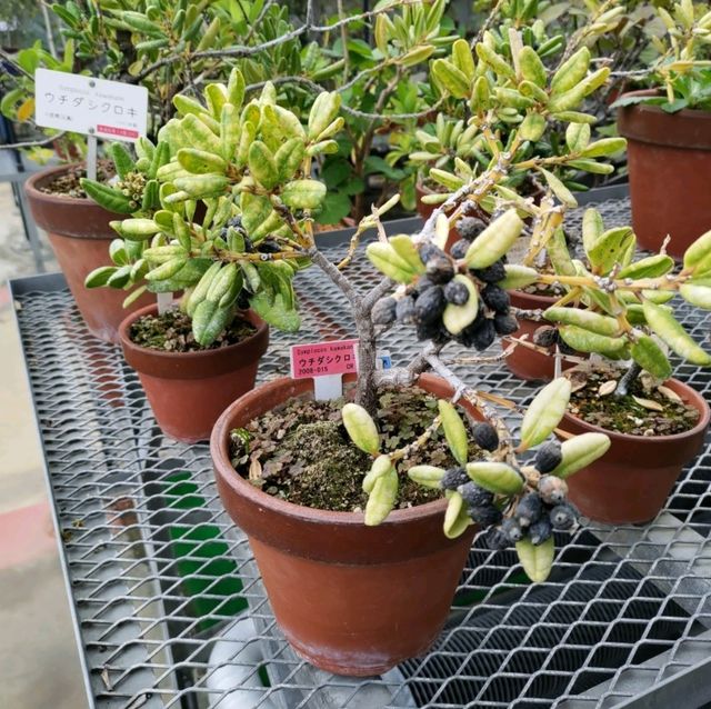 小石川植物園