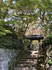 📍熱海　MOA美術館の日本庭園