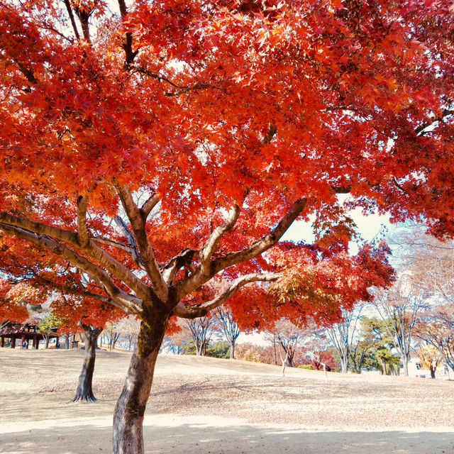 ฤดูใบไม้ร่วงในเกาหลีใต้🍂🍁(โซล & จินจู)