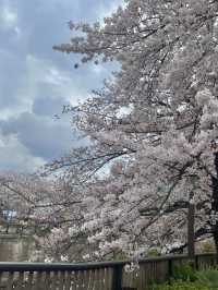 메구로 벚꽃 축제🌸