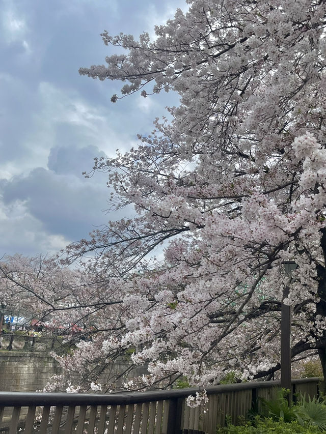 메구로 벚꽃 축제🌸