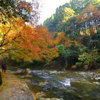 【千葉県】関東市遅い紅葉スポット！養老渓谷