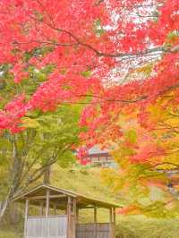 【京都】京都、穴場の絶景！紅葉が見事なお寺