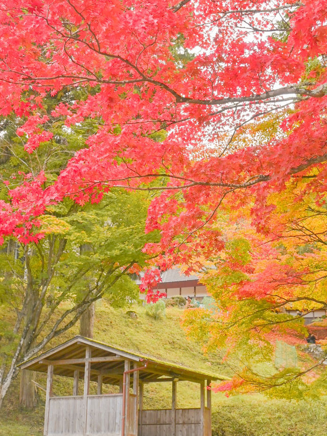 【京都】京都、穴場の絶景！紅葉が見事なお寺