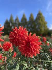 広島観光☺️🌼世羅高原農場🌸☺️四季折々の花々を楽しもう💐