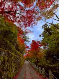 奈良観光🍁美しい秋の彩り吉野・高城山展望台🍁