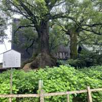 福岡太宰府、鬼滅之刃神社⛩️（寶滿宮竈門神社）