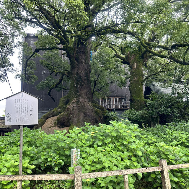 福岡太宰府、鬼滅之刃神社⛩️（寶滿宮竈門神社）