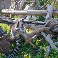 於宇部市常盤動物園探索奇珍異獸