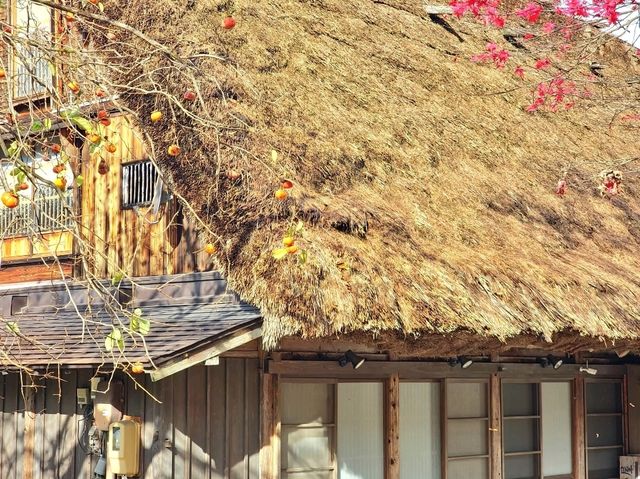 走進童話世界 - 秋天の白川鄉合掌村