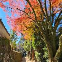 日本紅楓季秘境，漫步書寫山。