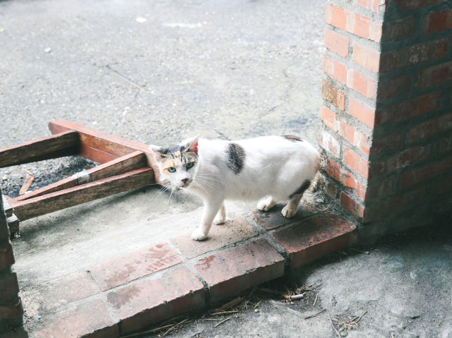 瑞芳猴硐貓村🐱台灣最可愛的貓貓都在這裡了吧！