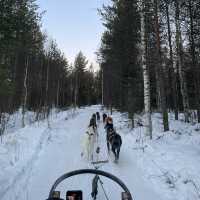 【フィンランド】冬のラップランドでする夢の犬ぞり体験🐕🛷❄️