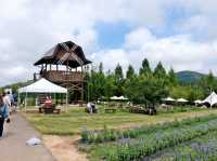 Sera Kogen Farm - Sunflower Festival