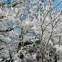 Jeju Island winter ❄️ 