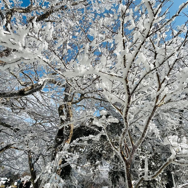 Jeju Island winter ❄️ 