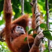 Jungle trekking to find these beautiful orangutans 