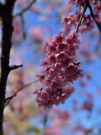 ซากุระเมืองไทย ย่านดอยอินทนนท์🌸💗