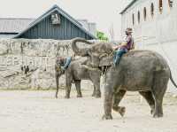 泰國最好玩嘅動物園HuaHin safari adventure zoo@Thailand 