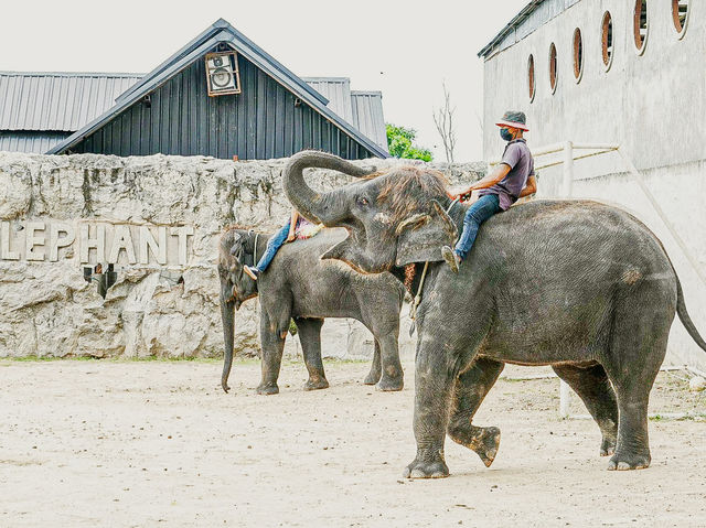 泰國最好玩嘅動物園HuaHin safari adventure zoo@Thailand 