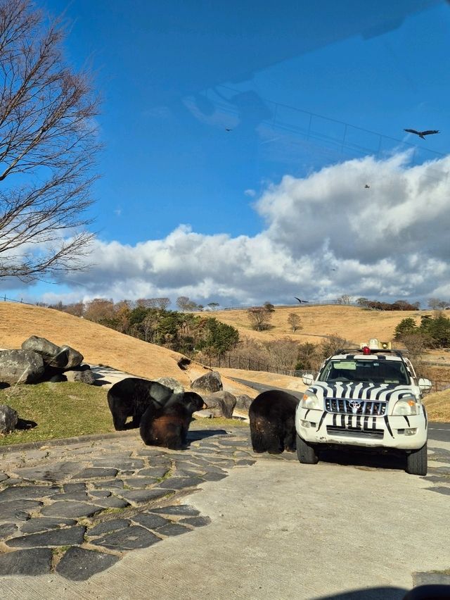 Kyushu Wildlife African Safari 🐆🐃🦬🦌🦓🐘🦒