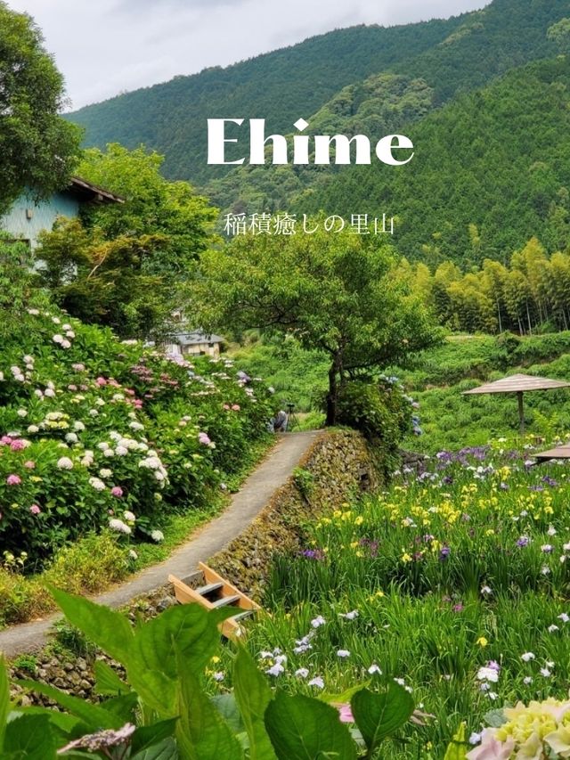 1万株ものハナショウブが咲くスポット、紫陽花もおすすめ。