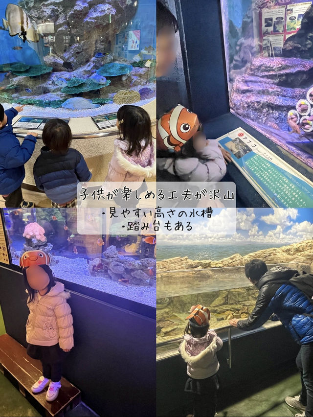 [愛知]旬スポット🐠冬の風物詩こたつに座って水槽を眺められる水族館