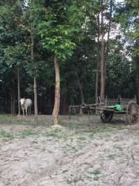 The travel methods of a local in the outskirts of Myanmar’s capital city 