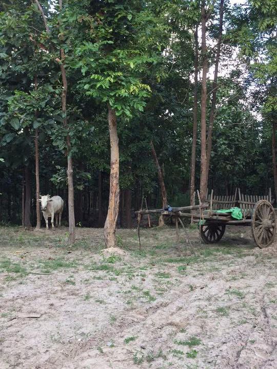 The travel methods of a local in the outskirts of Myanmar’s capital city 