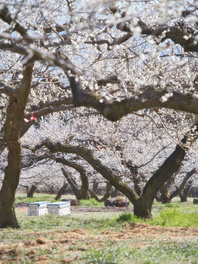 【群馬】広大な梅林で絶景体験🤩10万本の梅の花が咲き誇る桃源郷へ行こう🌸 