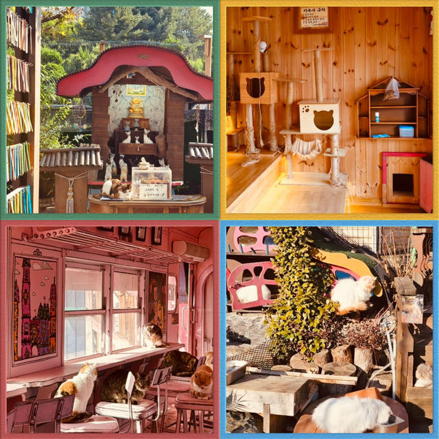 A Unique Cat Cafe Experience