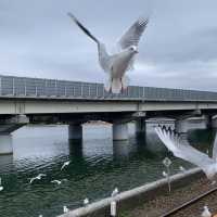 【静岡】天竜浜名湖鉄道  浜名湖佐久米駅の冬❄️