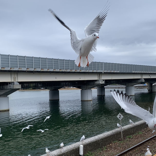 【静岡】天竜浜名湖鉄道  浜名湖佐久米駅の冬❄️