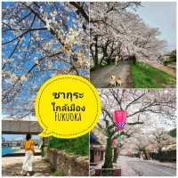 จุดชมซากุระ รอบๆเมือง Fukuoka
